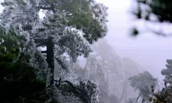 春雨直播app